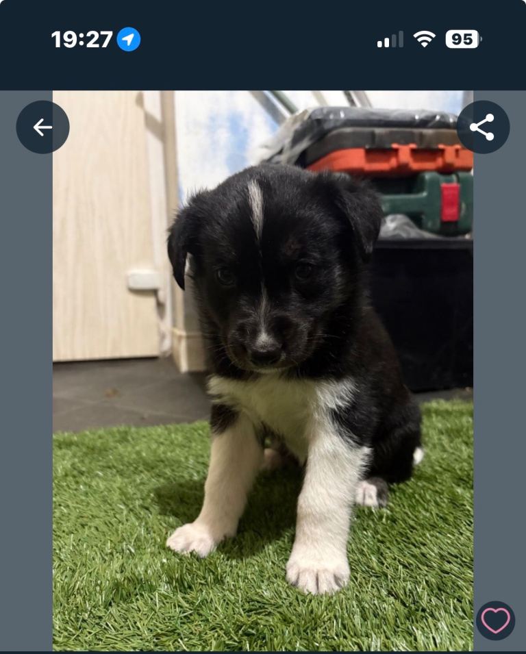 German shepherd/husky 