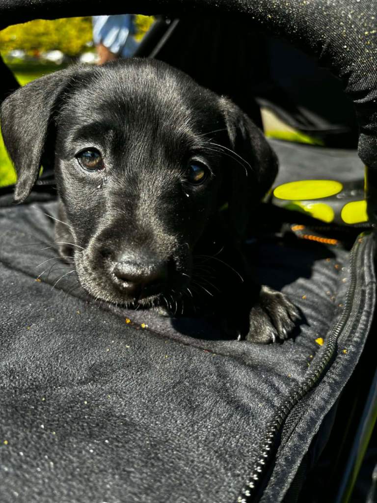 American Lab puppies 