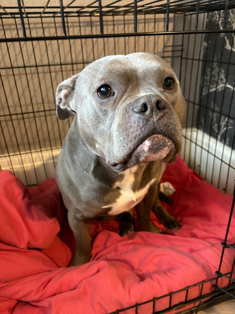 Stunning Blue pocket bully