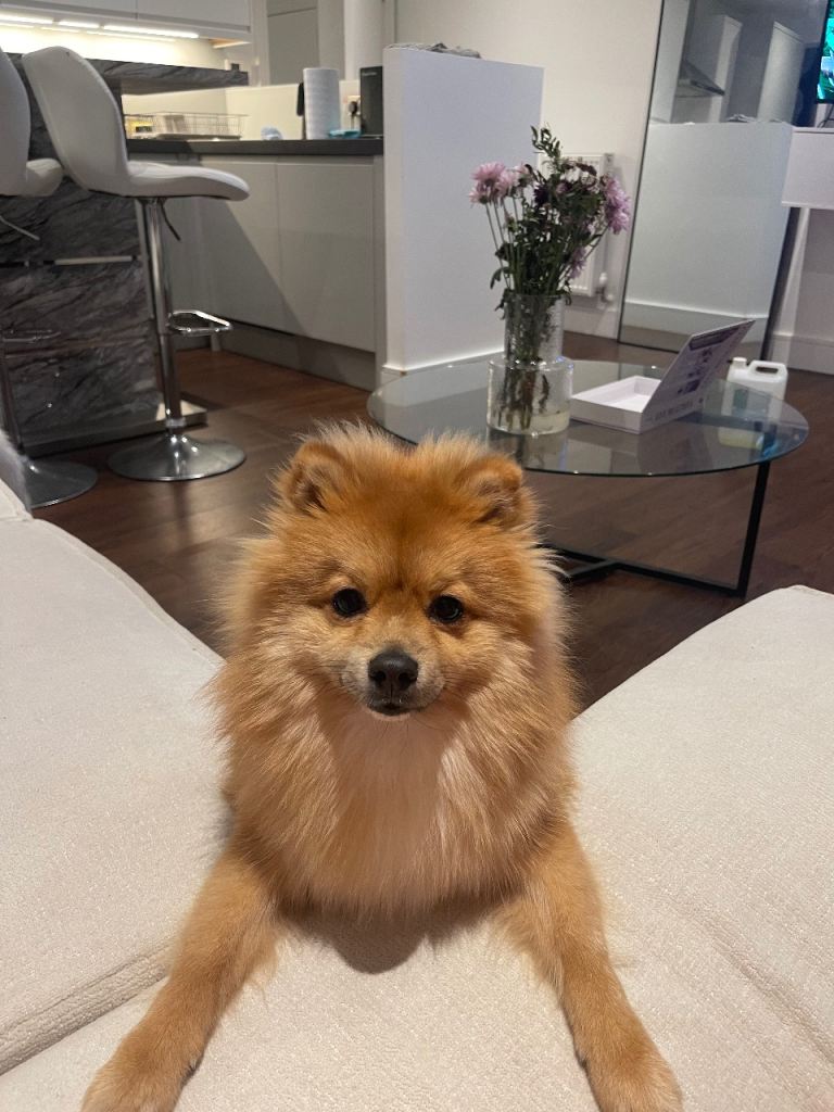 1 year old Pomeranian boy looking for his forever home!