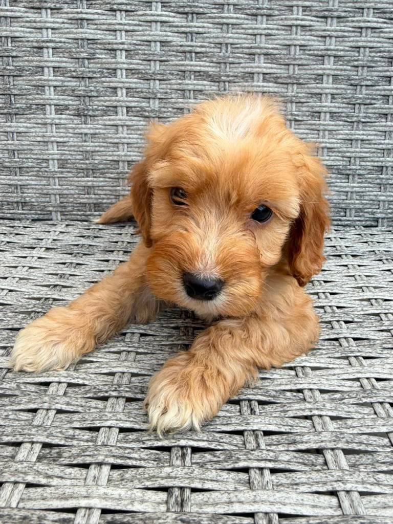 Cockapoo puppies 