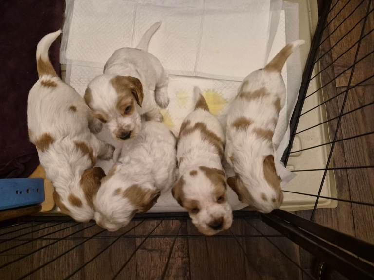 Show Cocker Spaniels