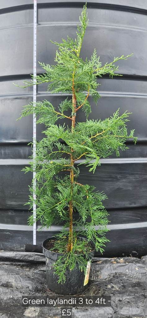 Hedge, plants, privacy hedging trees - Green Leylandii