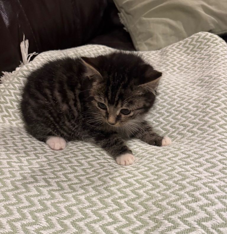 Gorgeous male kittens **both reserved**