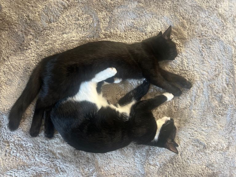 Kittens for sale