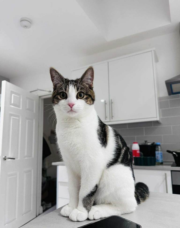 Male kitten for adoption 