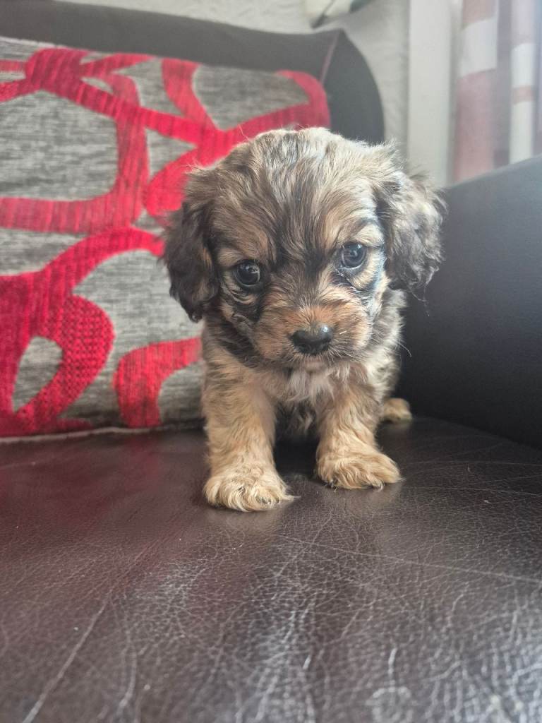 Cross puppies. American cocker 