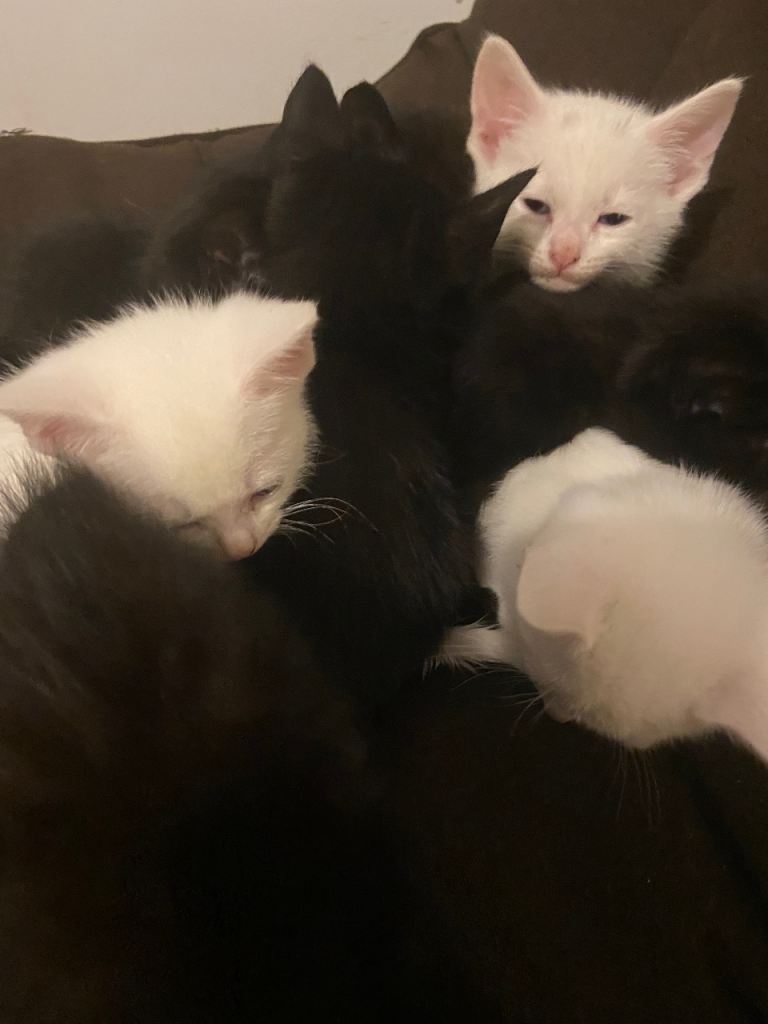 Kittens