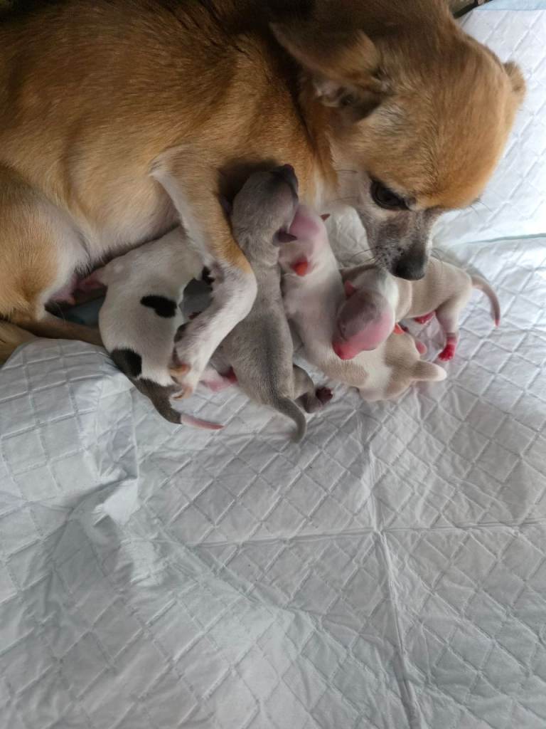 Toy Chihauhaus,1 girl left,ready now