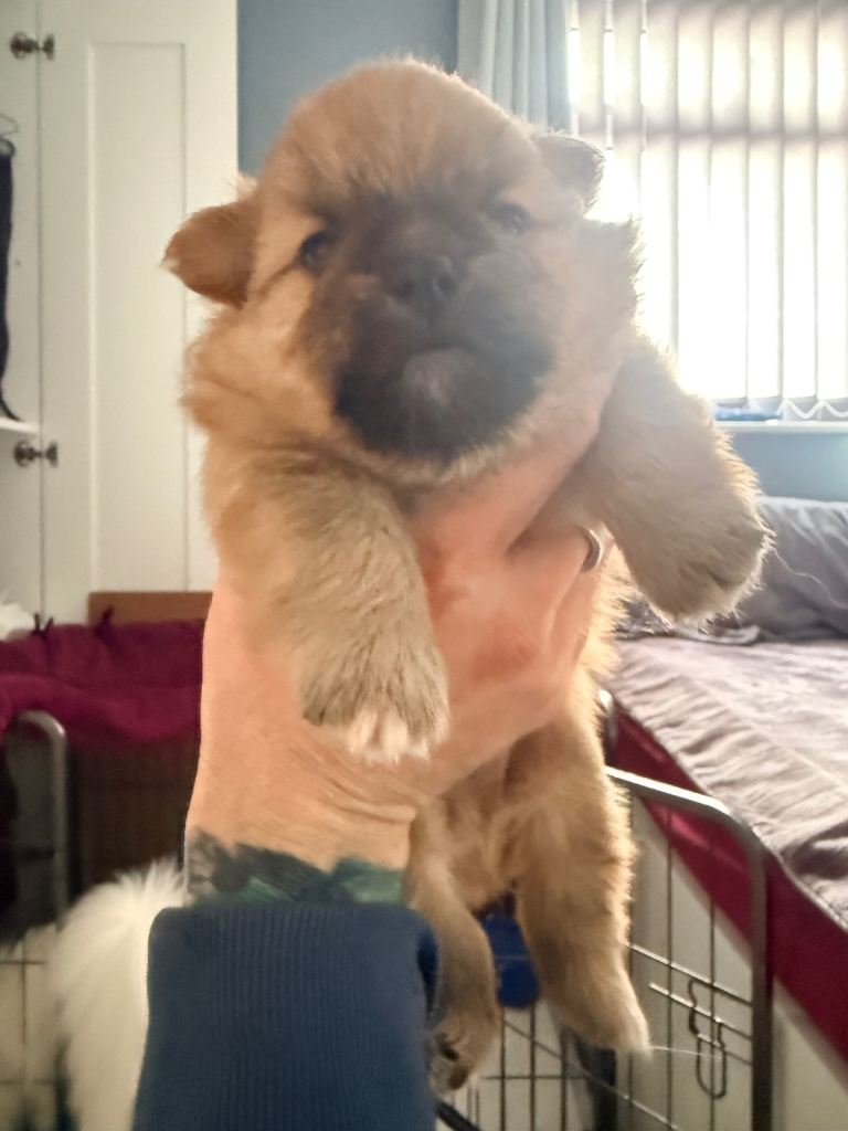 German spitz cross pomchi puppies 