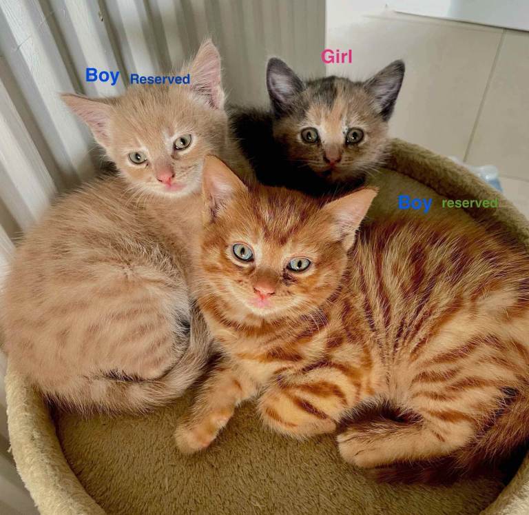 Adorable kittens