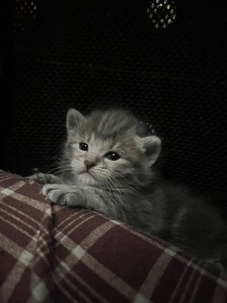 Beautiful Tabby kitten