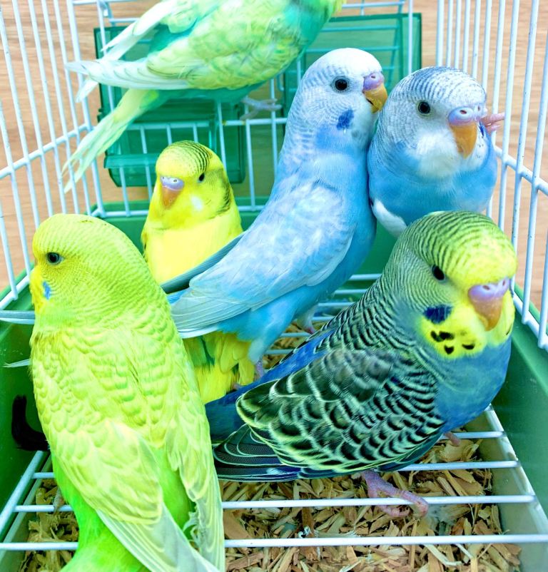 Bird Cage Available and Budgies Various Mutations!