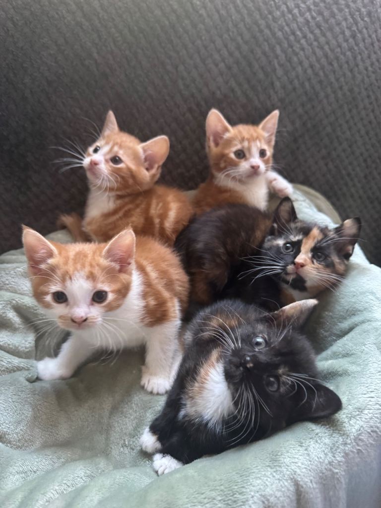 Beautiful kittens