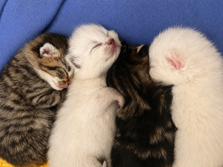  Kittens Ready To Reserve 🐱❤️