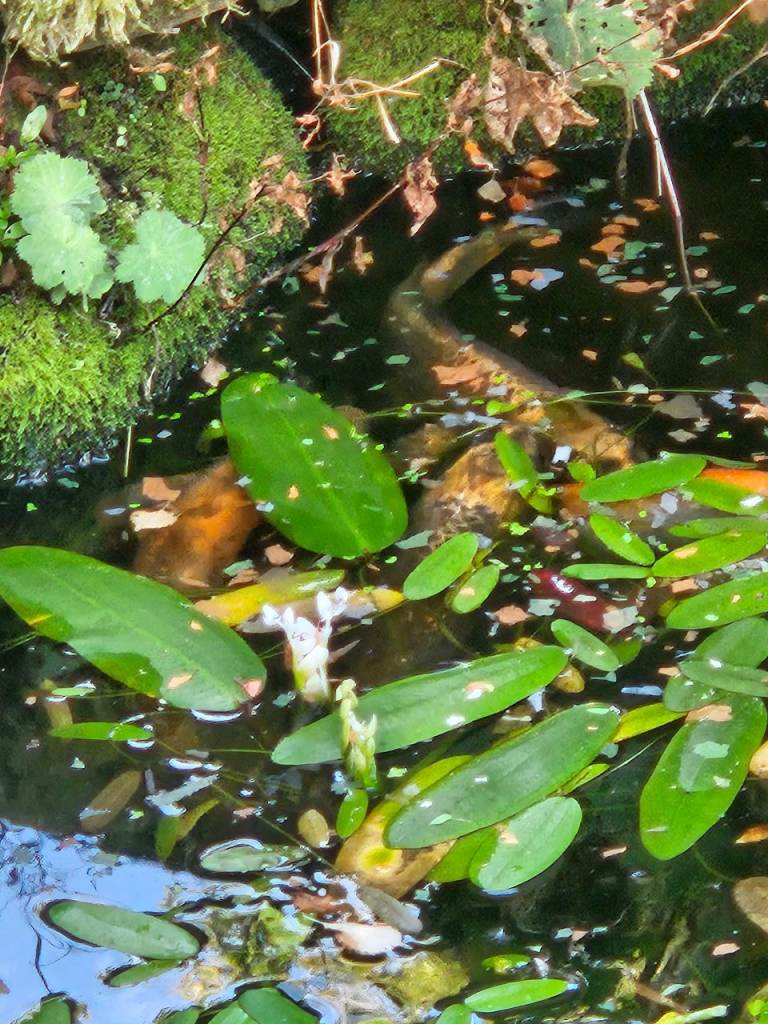 Coy carp and goldfish