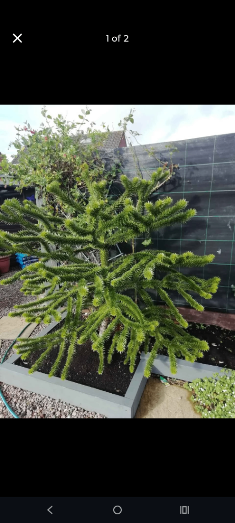 Monkey puzzle tree