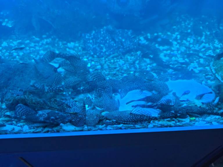 Pleco