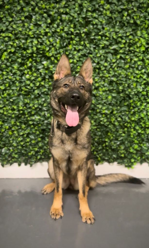Fully trained pp German shepherd 