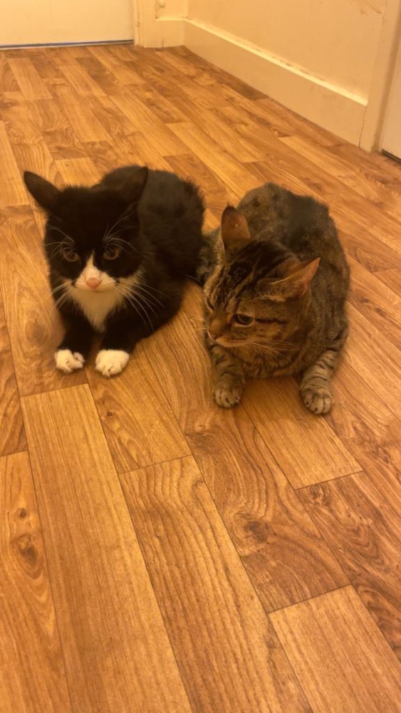 Two Adorable cats Looking for a New Home