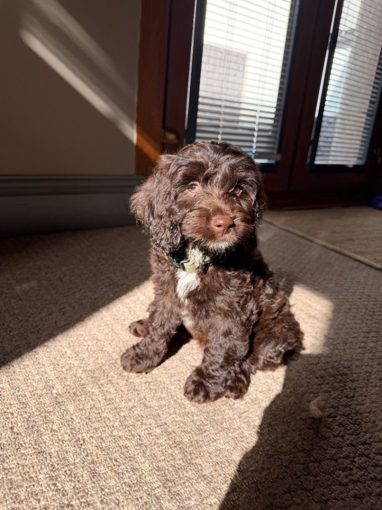 🐾 Beautiful F1 Sproodle Puppies 🐾