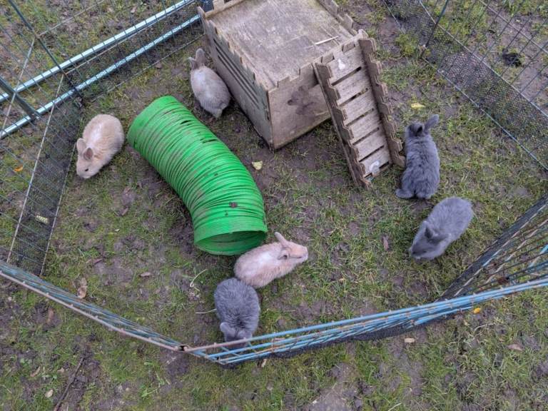 BABY RABBITS  FOR SALE 