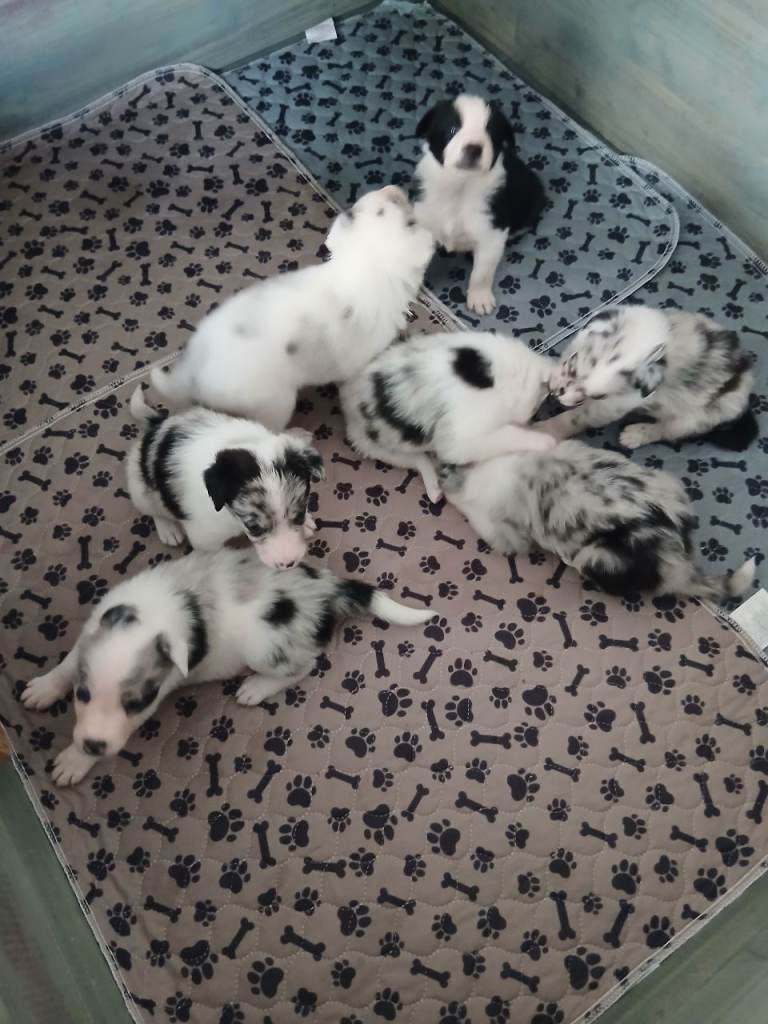 2 Blue Mearle puppies plus one black and white 