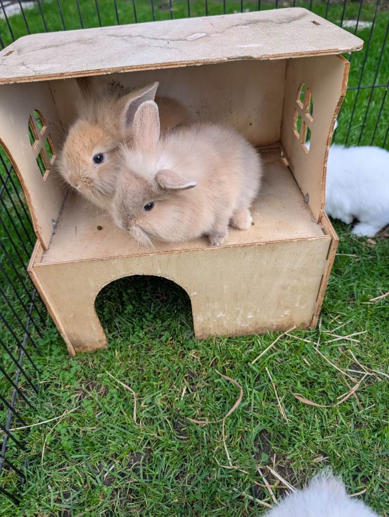 Netherland Dwarf/lion head X mini lop