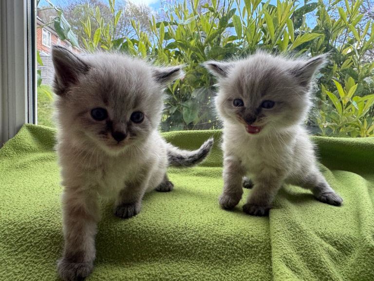 Ragdoll/Ragdoll-Siamese Beautiful Kitten