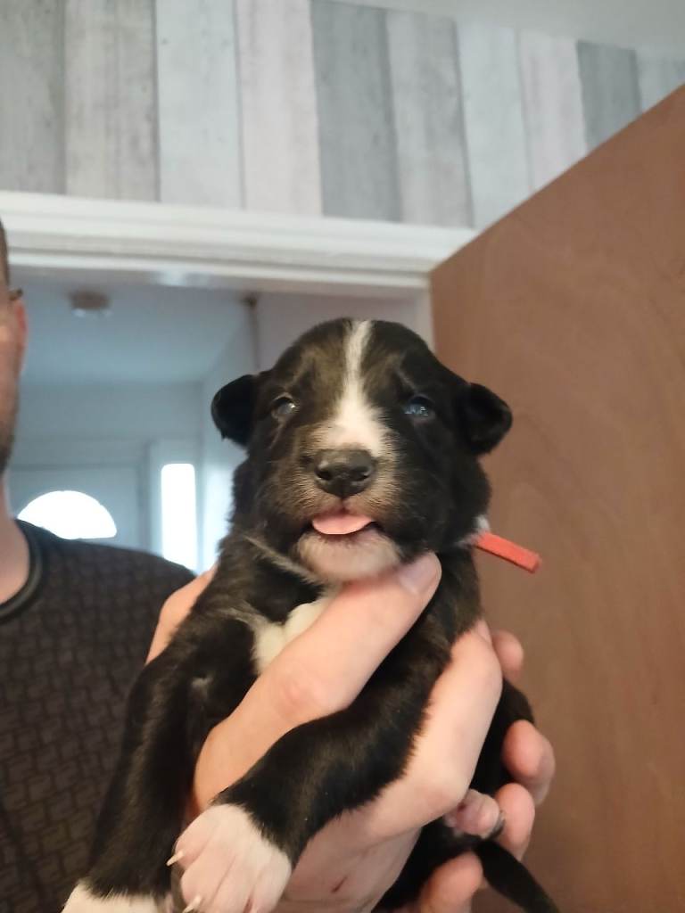 8 bored collie puppies 