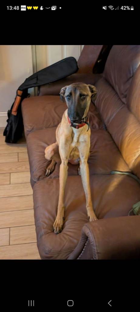 2 year old Greyhound cross