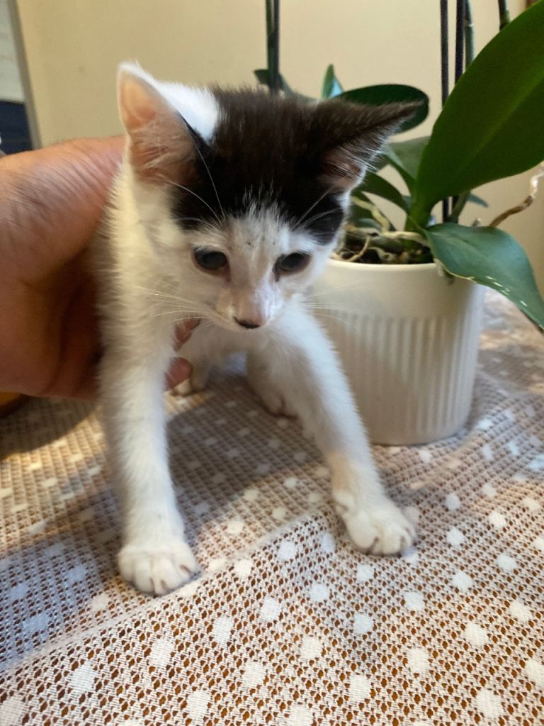 kitten
