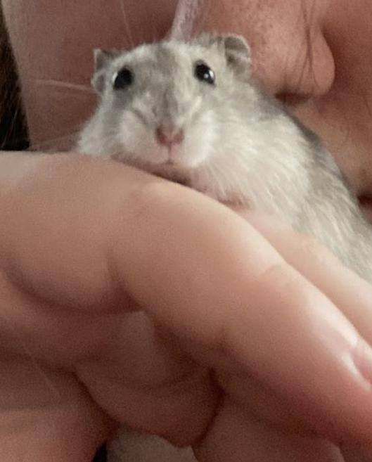 Dwaf russian hamster + essentials 