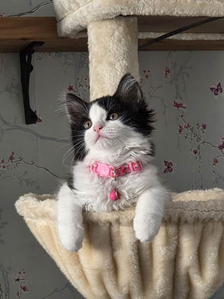 Ragdoll x persian kitten 
