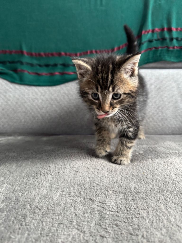 Kitten
