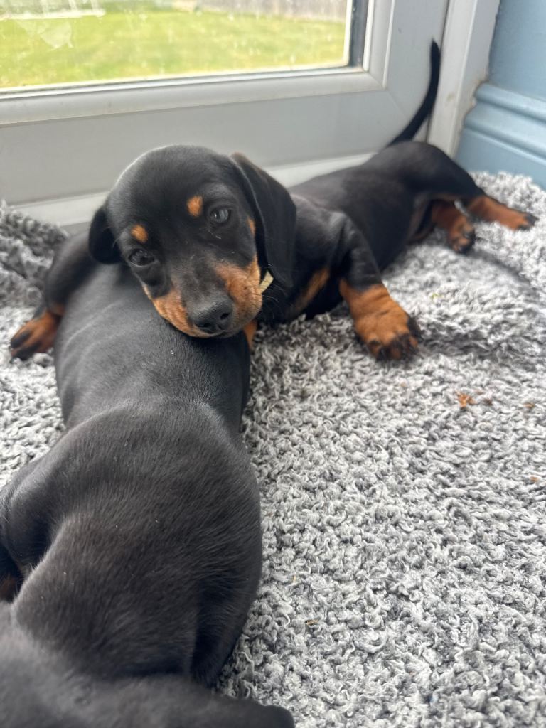 One left Gorgeous miniature dachshund puppies Kc registered 