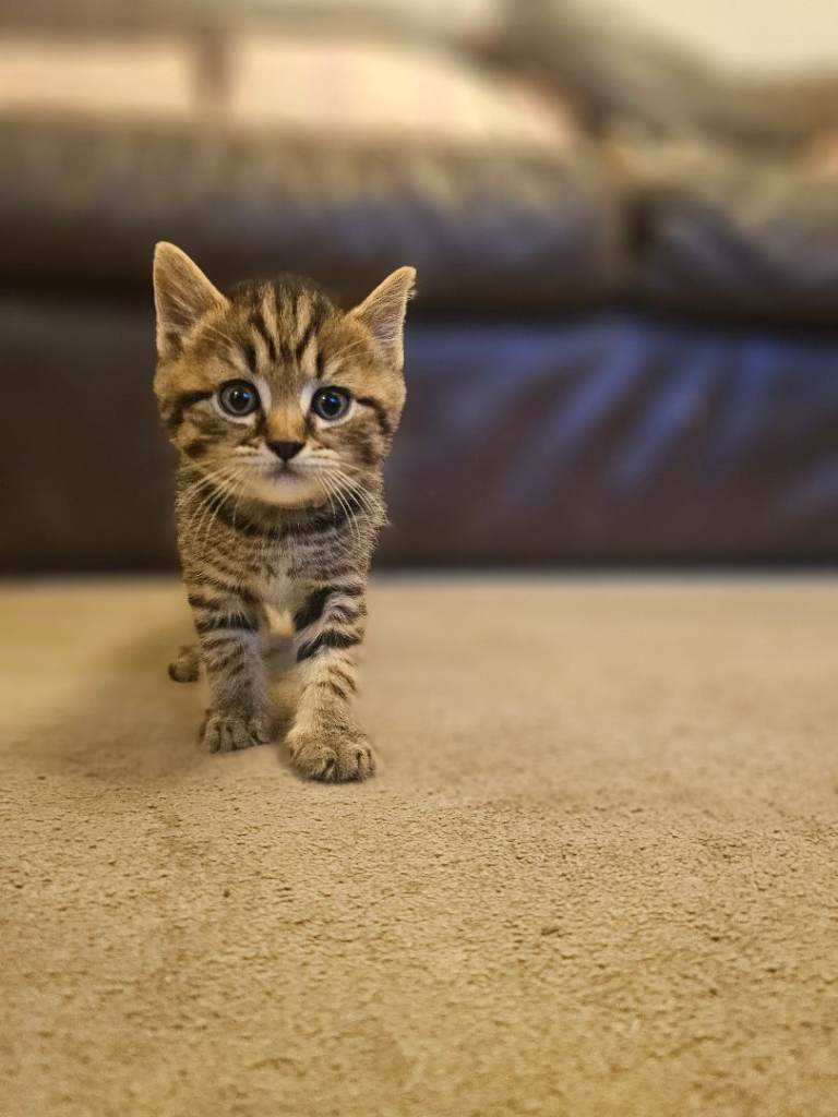 Beautiful half British Shorthair kittens 
