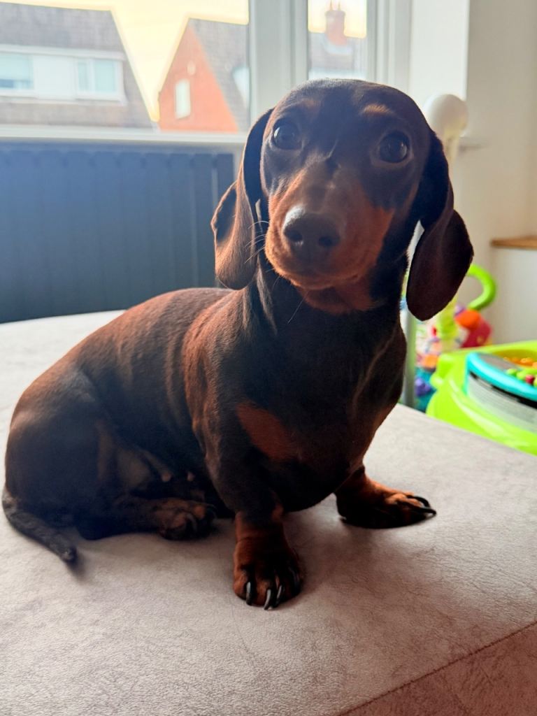 Miniature daschund puppies