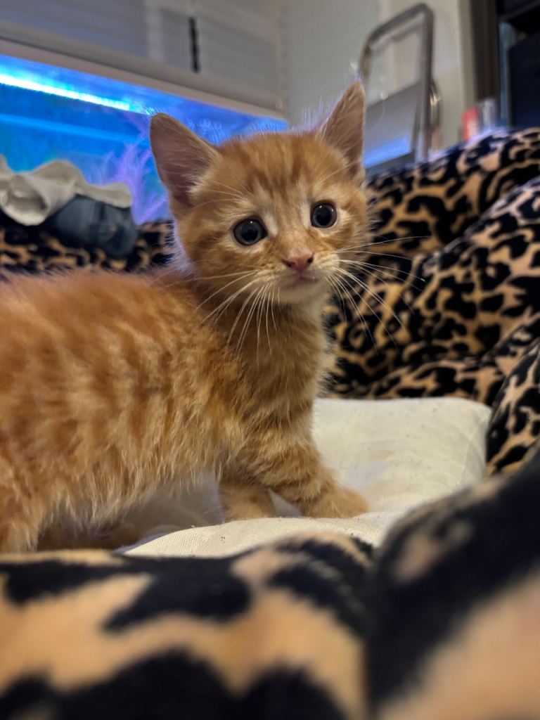 Kittens for sale 