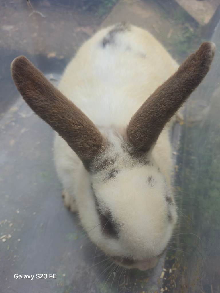 Female rabbit adult