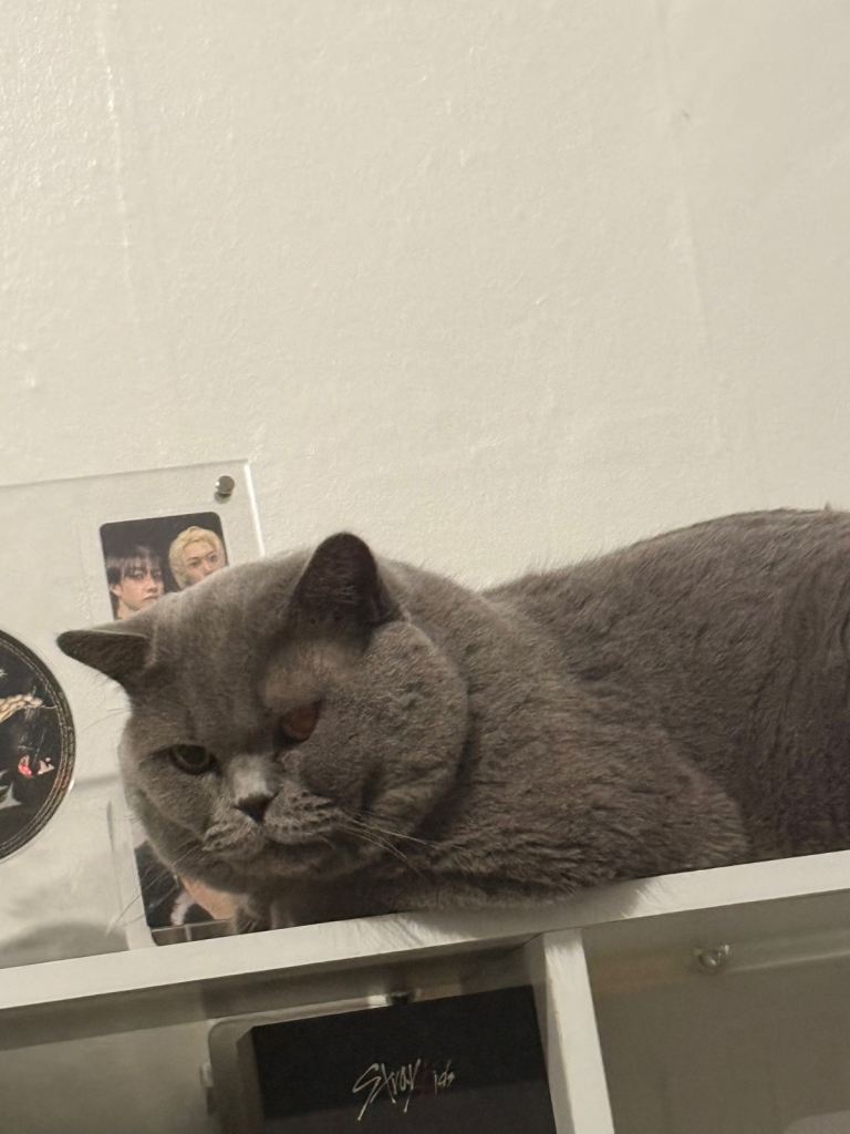 British shorthair male 