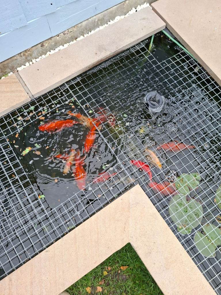 Goldfish 