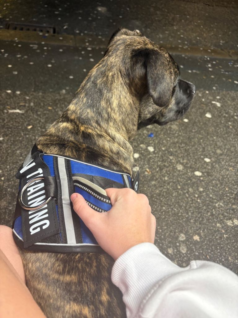 Last Reduction! nova 