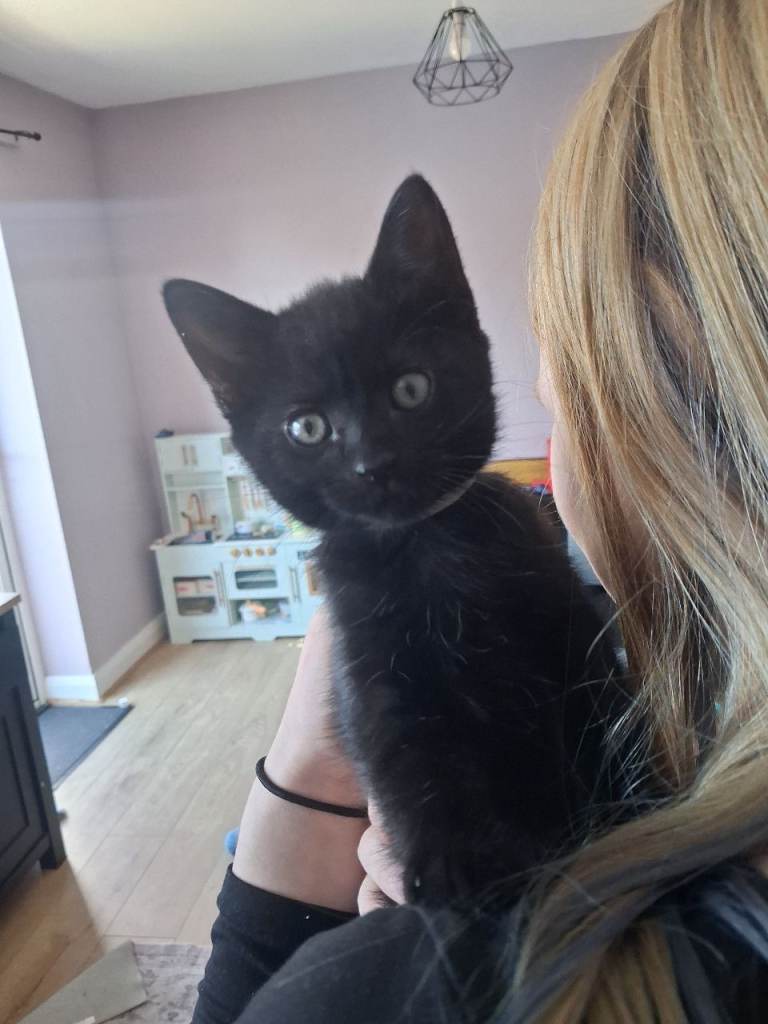 Beautiful Fluffy girl Kitten