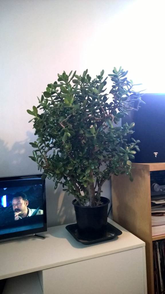 Big 25 Years Old Money Tree/Jade Plant Succulent Bonsai.