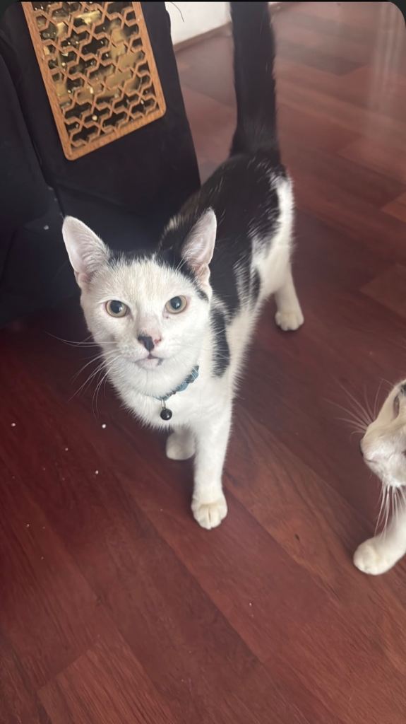 Boy kitten 