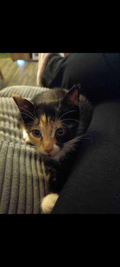 2 cute female kittens
