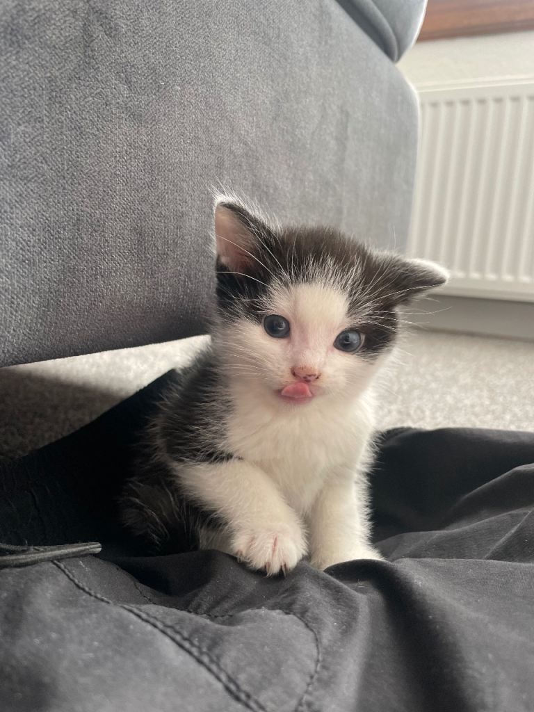 4 gorgeous tabby kittens