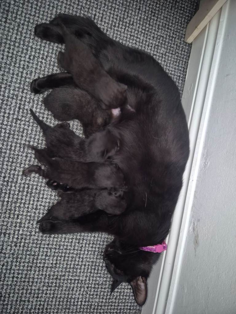 Kittens 