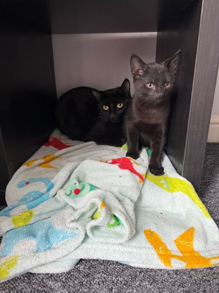 9 week old kitten and 3 year old cat 